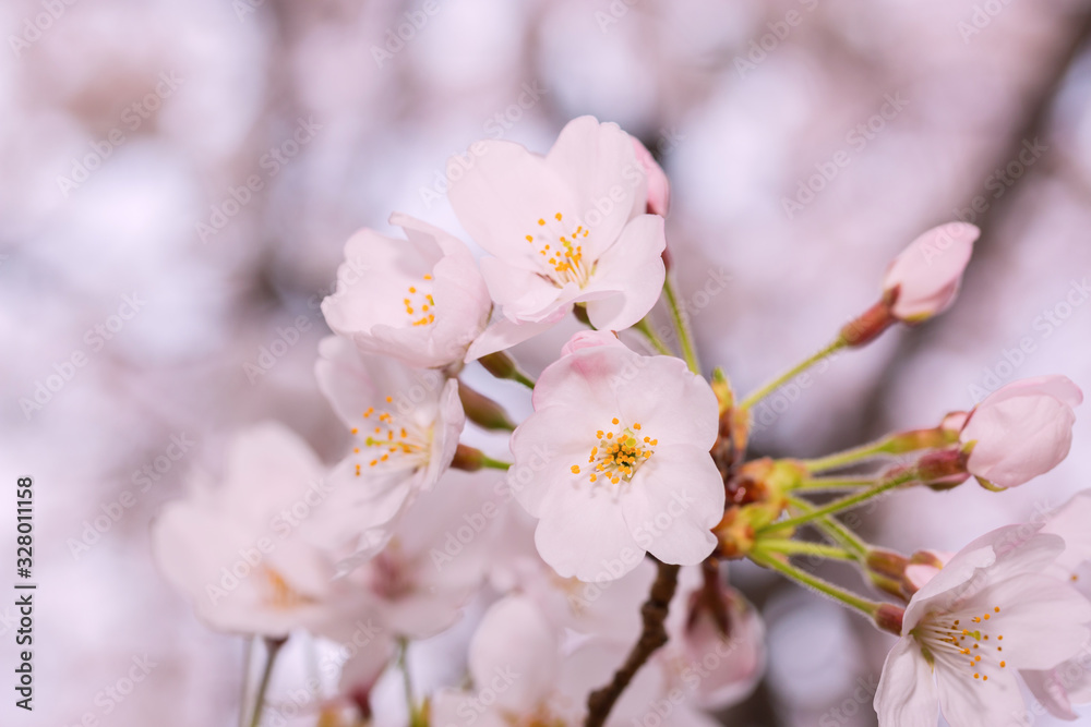 Beautiful pink cherry blossom in full bloom. japanese sakura. Beautiful pink cherry blossom in full bloom. japanese sakura.