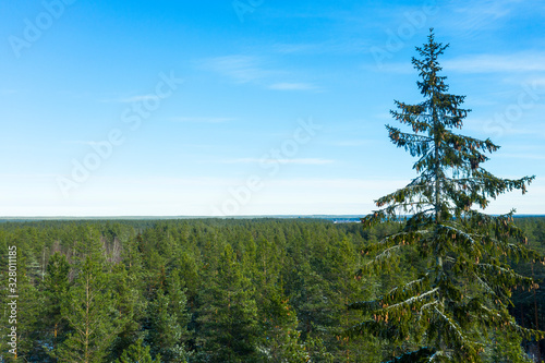 Aerial view of a winter snow-covered pine forest. Winter forest texture. Aerial view. Snow covered forest. Aerial photography