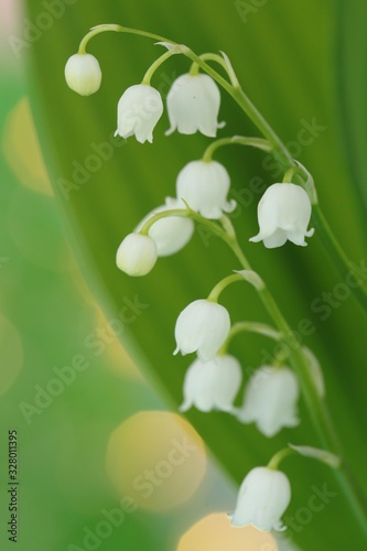 Lily of the valley may flower on a green blurry background with shining bokeh.Spring flowers. copy space. Spring floral gentle background.Flower card 