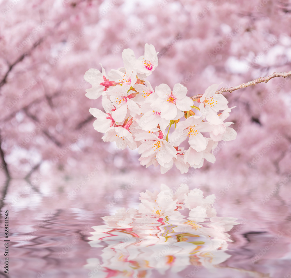 Beautiful pink cherry blossom in full bloom. japanese sakura.