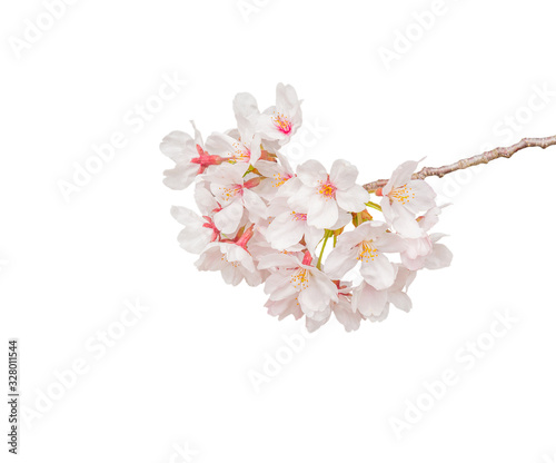 Beautiful pink cherry blossom isolated on white background