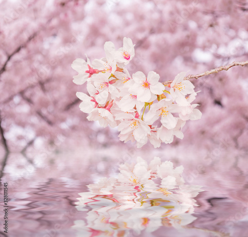 Beautiful pink cherry blossom in full bloom. japanese sakura.