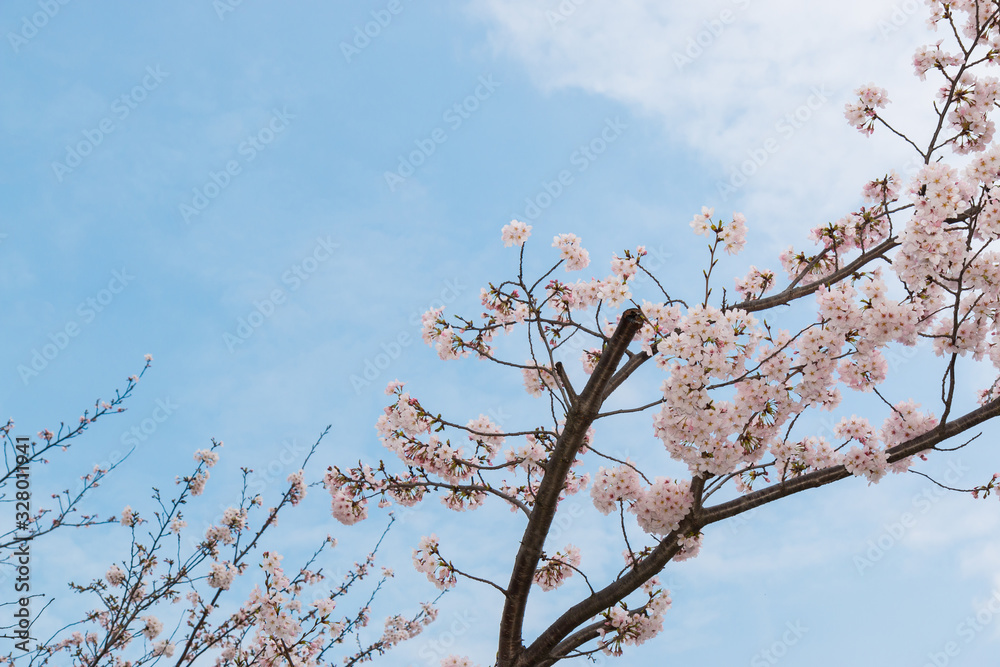 Beautiful pink cherry blossom in full bloom. japanese sakura. Beautiful pink cherry blossom in full bloom. japanese sakura.