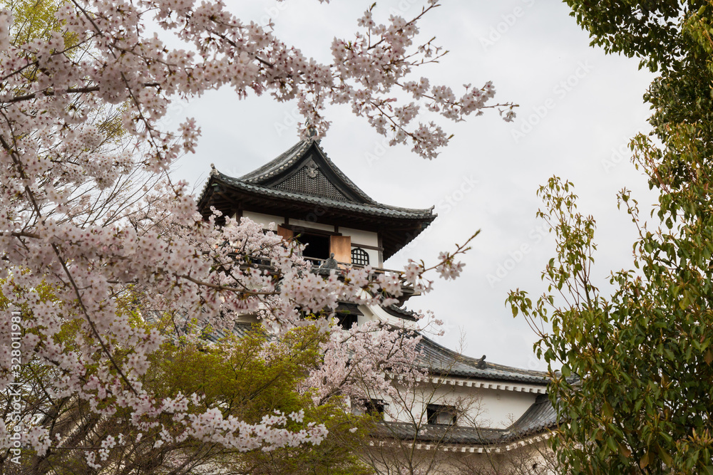 Inuyama castle with beautiful cherry blossom.