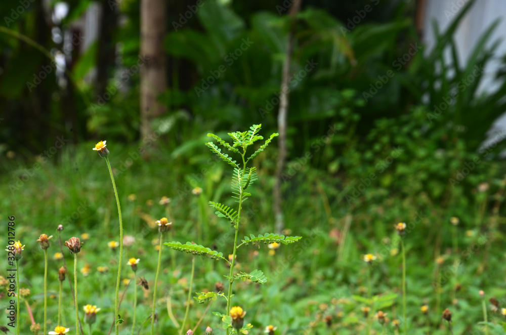 wild flowers wild flowers