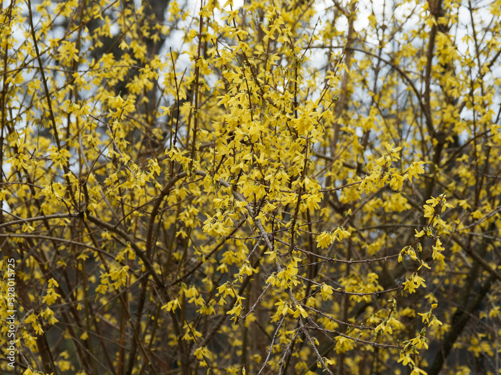 (Forsythia × intermedia) Forsythie oder Stangenblüter mit Weiche und gewölbte Zweige, verziert mit kleinen gelben Blüten (Forsythia × intermedia) Forsythie oder Stangenblüter mit Weiche und gewölbte Zweige, verziert mit kleinen gelben Blüten