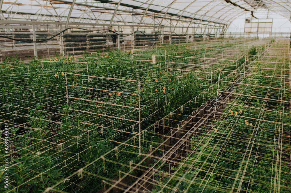 Field with spring and summer flowers in greenhouse at sunlight. Floral pattern