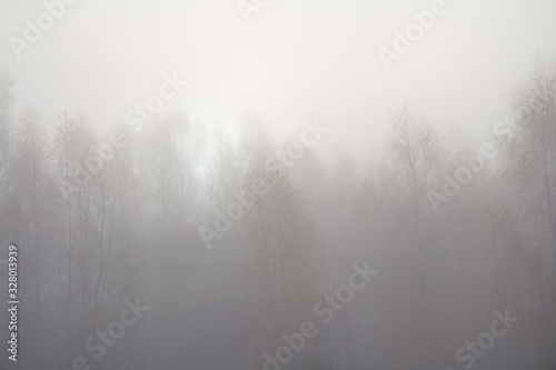 fog in forest