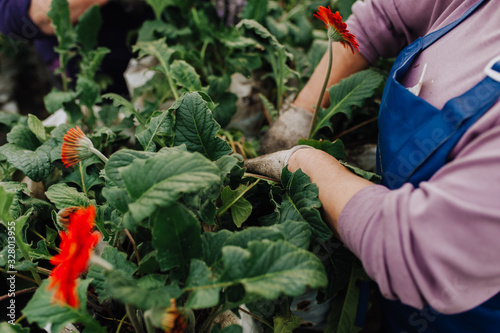 Senior woman planting a seedling flawers photo