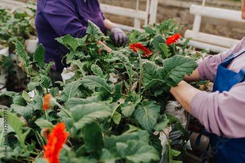 Senior woman planting a seedling flawers photo