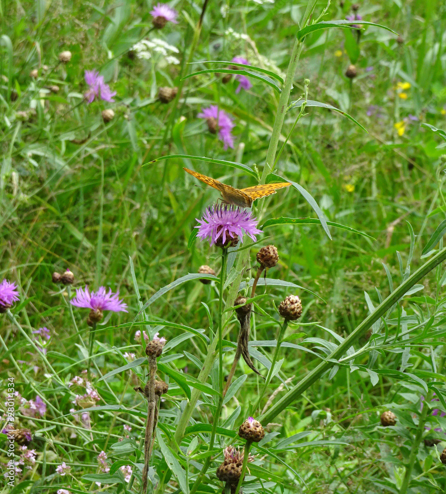 ORANGE BUTTERFLY on a lilac flower on a blurred background ORANGE BUTTERFLY on a lilac flower on a blurred background