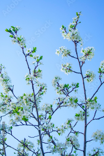 Plum blossom white petals of blooming cherry blue sky background at sunny day. Beautiful petals of fresh bloom cherry spring