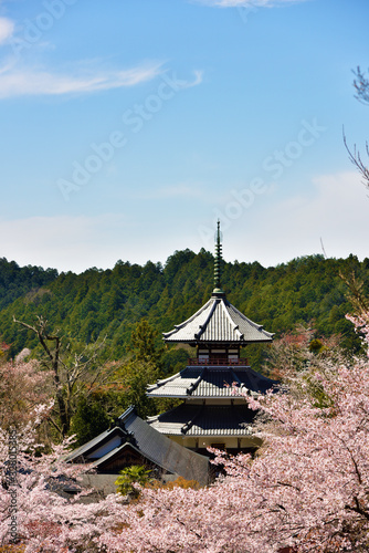 吉野　満開の桜と南朝妙法殿