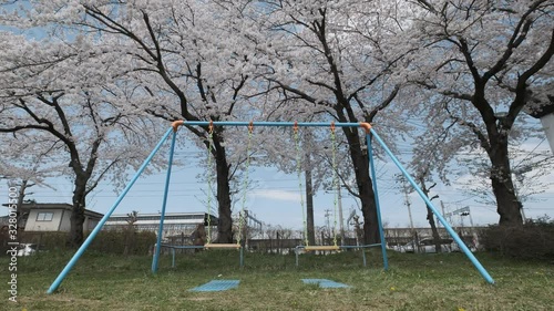 Swing in Cherry Blossom 