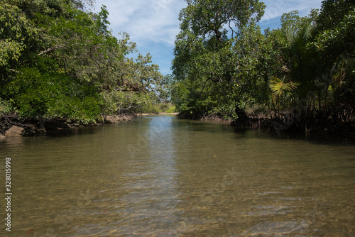 the river and mangrove 