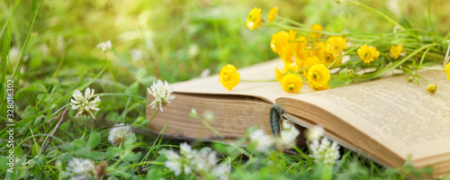 Open book, yellow flowers fanned pages on grass. Summer spring background with open book. Back to school. Copy Space, banner