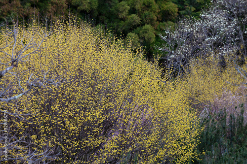 西吉野の花風景