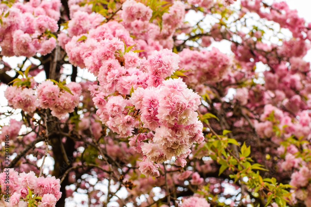 blooming cherry tree in spring in Paris