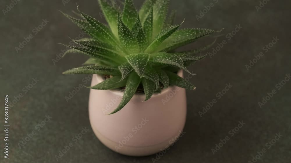 Indoor houseplant succulent in pink ceramic pot on green background. Camera slide up, close up. Indoor houseplant succulent in pink ceramic pot on green background. Camera slide up, close up.
