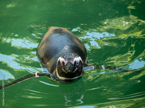 The Humboldt penguin is a South American penguin living mainly in the Pinguino de Humbold National Reserve in the North of Chile, although its habitat comprises most of coastal Chile and Peru.