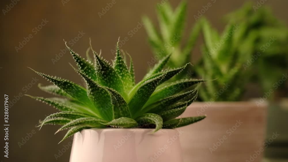 Indoor houseplants succulent in pink ceramic pots on brown background. The focus moves from one plant to another and back. Indoor houseplants succulent in pink ceramic pots on brown background. The focus moves from one plant to another and back.