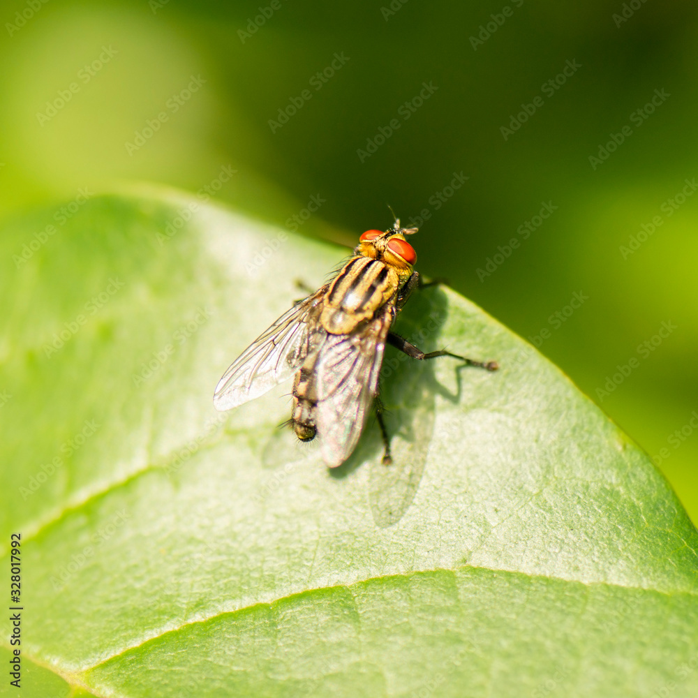 Yellow Flesh Fly also known as Sarcophagidae. Yellow Flesh Fly also known as Sarcophagidae.