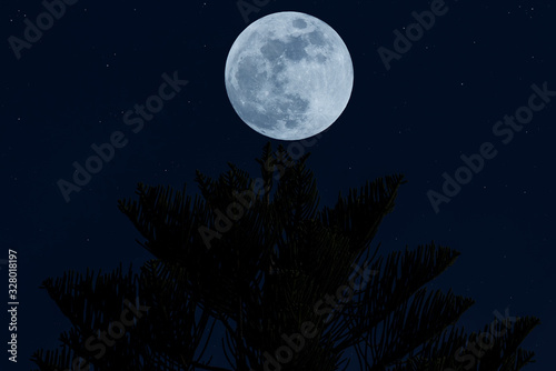 Full moon over silhouette tree in the dark night.