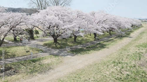 Hinokinaigawa Uchikawa of Cherry Blossom Trees, Kakunodate, Akita, Japan