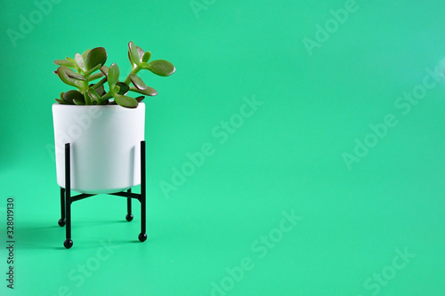 Beautiful succulent or cactus plant in white caramic pot on green background with space for textplant decorate in home. photo