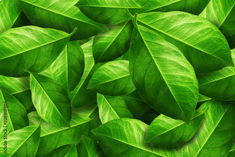 Fresh Green BIO Lemon Leaves Heap Background Fresh Green BIO Lemon Leaves Heap Background