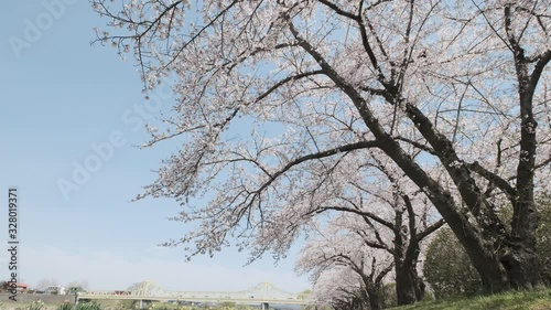 Hinokinaigawa Uchikawa of Cherry Blossom Trees, Kakunodate, Akita, Japan