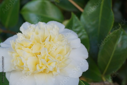 Incredible beautiful white camellia, Camellia japonica Nobilissima in bloom.