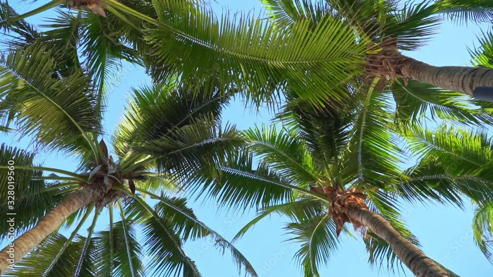 Coconut Palm trees against the blue sky, Palm trees at tropical coast on sky background. Low Angle View. Coconut Palm trees against the blue sky, Palm trees at tropical coast on sky background. Low Angle View.