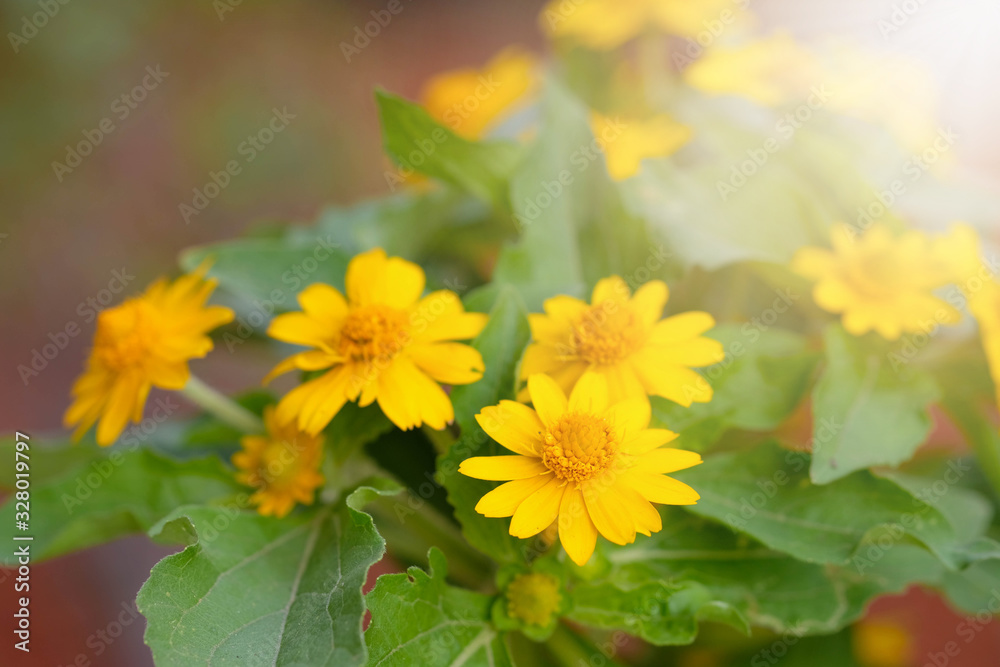 Close-up of Singapore dailsy, creeping daisy with sunlight in the garden., Beautiful yellow flowers. Close-up of Singapore dailsy, creeping daisy with sunlight in the garden., Beautiful yellow flowers.