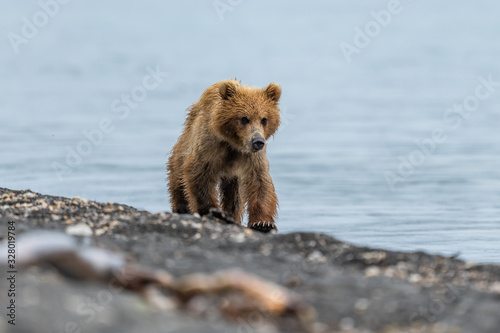 Ruling the landscape, brown bears of Kamchatka (Ursus arctos beringianus) © vaclav