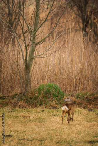Roe deer - capreolus capreolus on the field