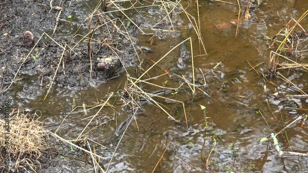 Water snake at the Honey Island river swamp. Louisiana, USA Water snake at the Honey Island river swamp. Louisiana, USA