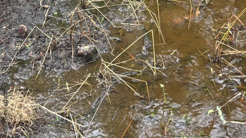 Water snake at the Honey Island river swamp. Louisiana, USA photo