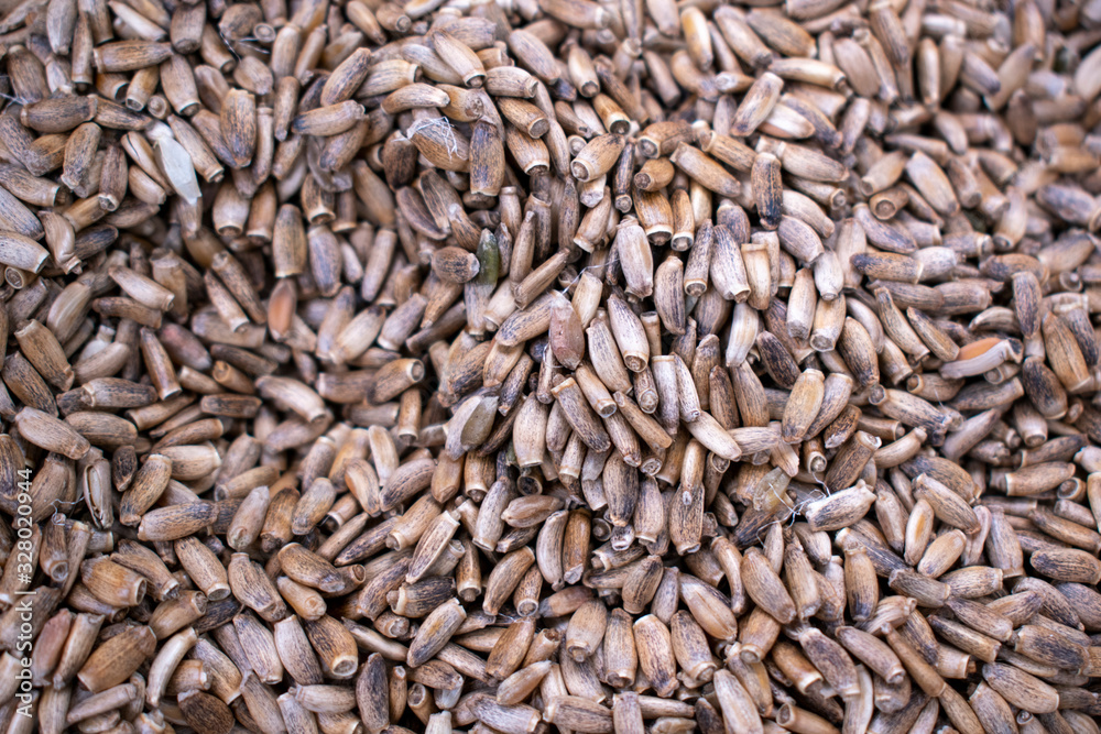 Milk thistle seeds for background. Silybum from the daisy family. Gray grains in large quantities. Concept of medicinal herbs for liver disease. Milk thistle seeds for background. Silybum from the daisy family. Gray grains in large quantities. Concept of medicinal herbs for liver disease.