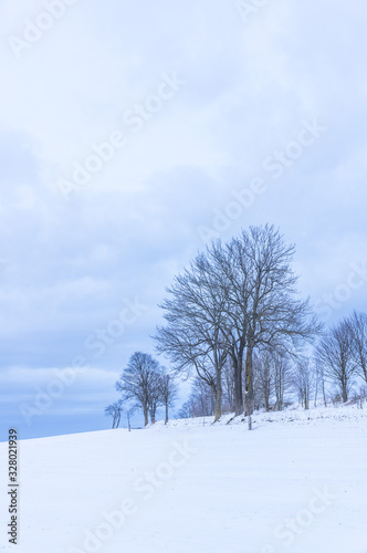 Isolated tree in winter landscape