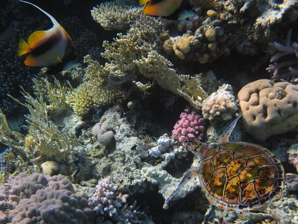 Fototapeta premium The Best Coral Reef Locations: Red Sea are the largest natural structures