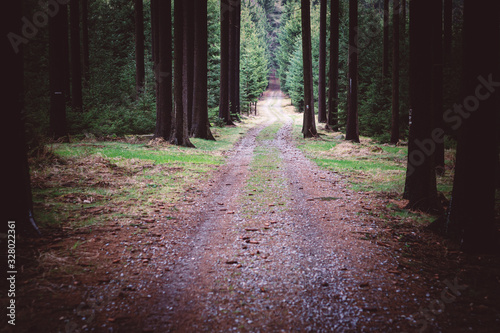 Path in Dark Forest with Trees