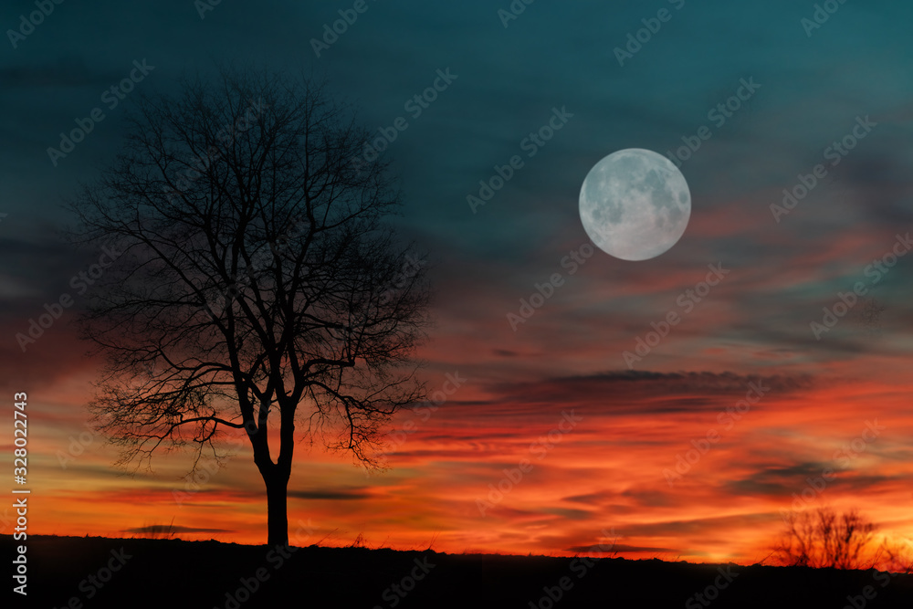 Sunset Sky with Tree Silhouette and Full Moon. Czechia, Czech Republic, Europe.