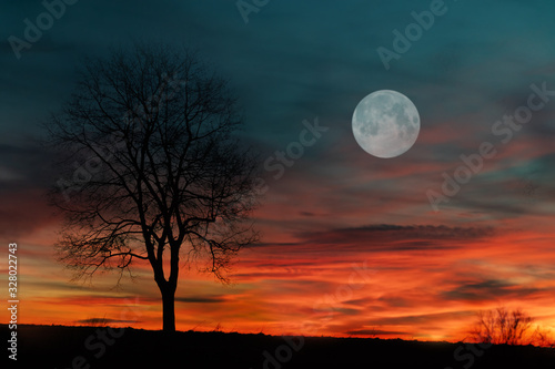 Sunset Sky with Tree Silhouette and Full Moon. Czechia  Czech Republic  Europe.