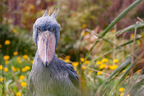 Shoebill in Prague ZOO, Czechia - Czech Republic. Bird in Spring Garden with Dandelions. photo