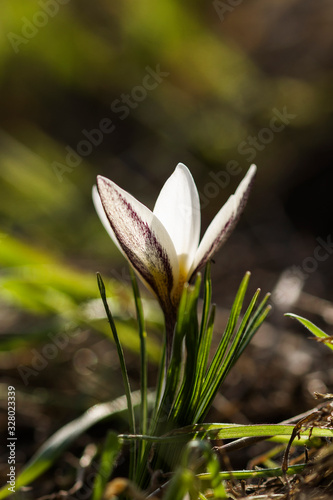 Beautiful spring background with close-up of a blooming purple crocus flowers on a meadow. Crocus alatavicus