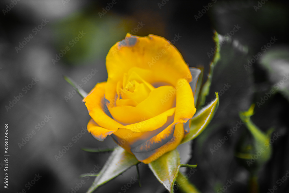 yellow rose with water drops of morning dew yellow rose with water drops of morning dew