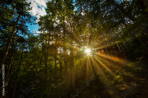 sun rays in green forest  © babaroga