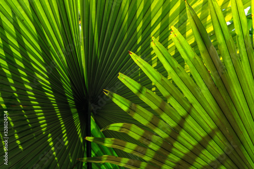 Tropical palm leaf   in thailand