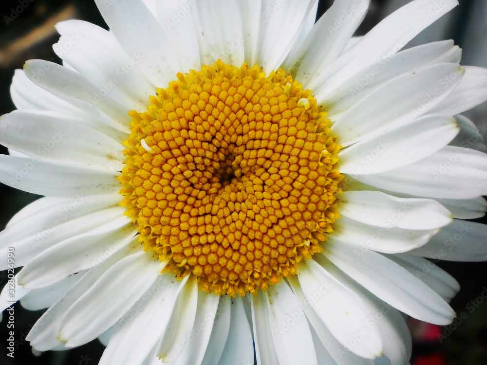 flower chamomile flower chamomile